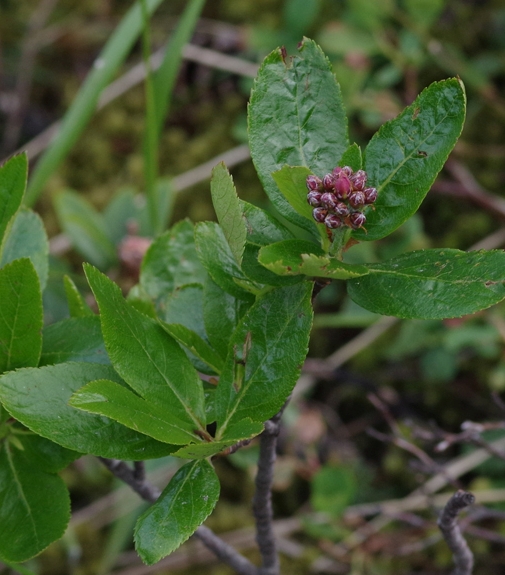 Pflanzenbild gross Zwergmispel - Sorbus chamaemespilus