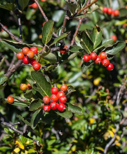 Pflanzenbild gross Zwergmispel - Sorbus chamaemespilus