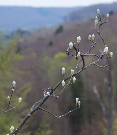 Pflanzenbild gross Echter Mehlbeerbaum - Sorbus aria