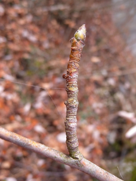Pflanzenbild gross Echter Mehlbeerbaum - Sorbus aria