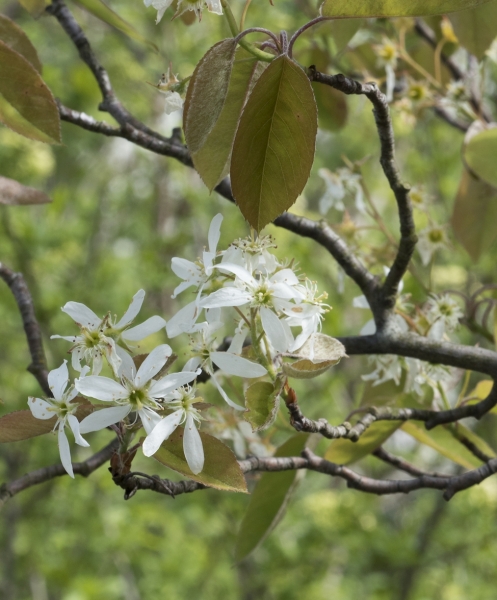 Pflanzenbild gross Felsenmispel - Amelanchier ovalis