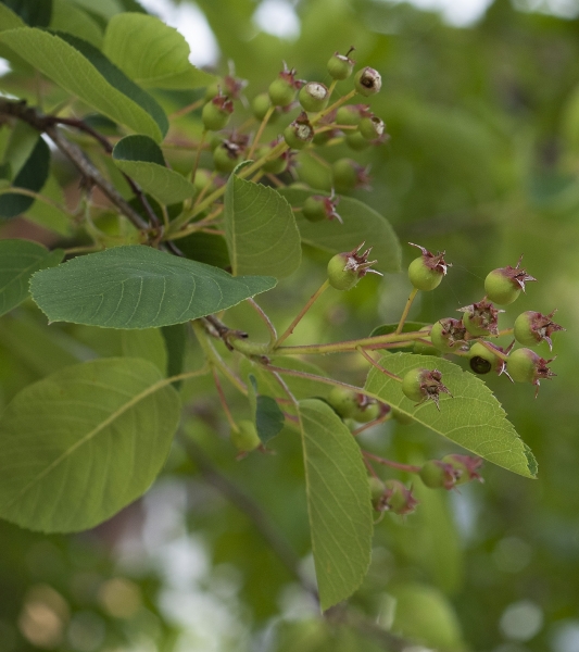 Pflanzenbild gross Felsenmispel - Amelanchier ovalis
