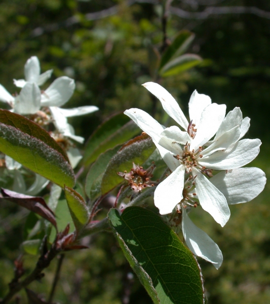 Pflanzenbild gross Felsenmispel - Amelanchier ovalis