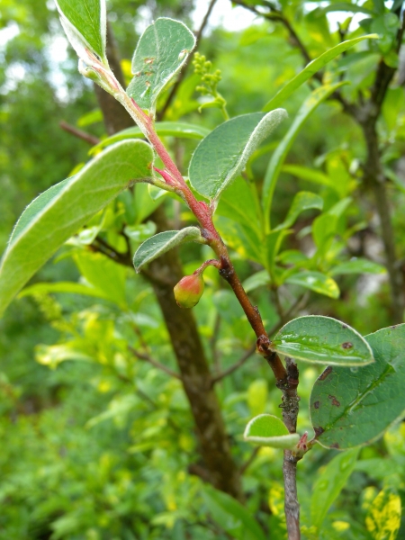 Pflanzenbild gross Kahle Steinmispel - Cotoneaster integerrimus