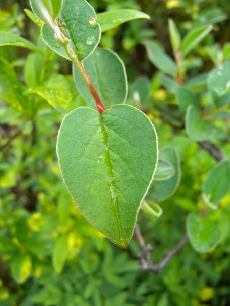 Pflanzenbild gross Kahle Steinmispel - Cotoneaster integerrimus