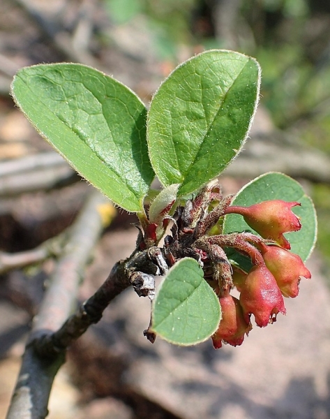Pflanzenbild gross Kahle Steinmispel - Cotoneaster integerrimus