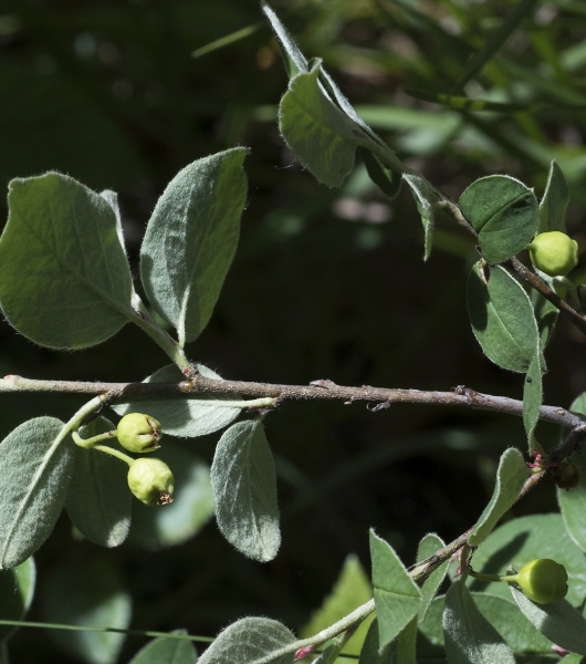 Pflanzenbild gross Kahle Steinmispel - Cotoneaster integerrimus