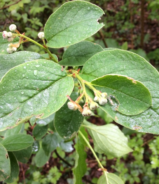 Pflanzenbild gross Filzige Steinmispel - Cotoneaster tomentosus
