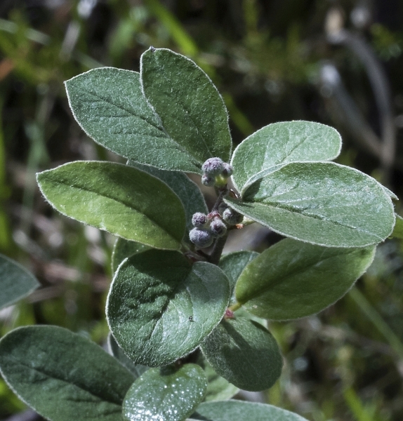 Pflanzenbild gross Filzige Steinmispel - Cotoneaster tomentosus