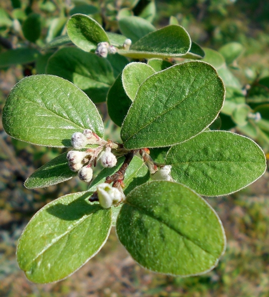 Pflanzenbild gross Filzige Steinmispel - Cotoneaster tomentosus