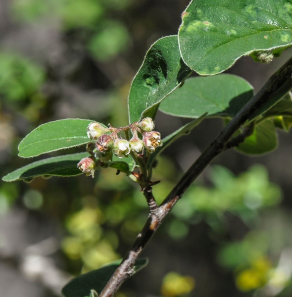 Pflanzenbild gross Filzige Steinmispel - Cotoneaster tomentosus