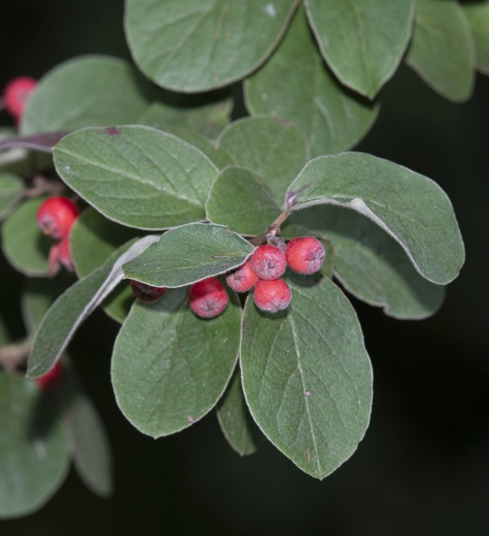 Pflanzenbild gross Filzige Steinmispel - Cotoneaster tomentosus
