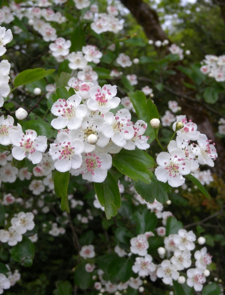 Pflanzenbild gross Zweigriffeliger Weissdorn - Crataegus laevigata