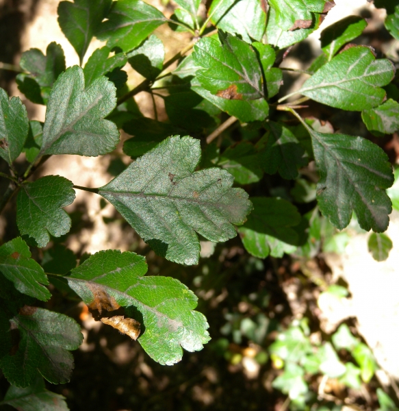Pflanzenbild gross Zweigriffeliger Weissdorn - Crataegus laevigata