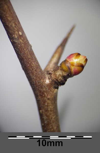 Pflanzenbild gross Zweigriffeliger Weissdorn - Crataegus laevigata