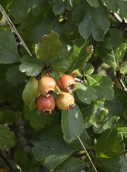 Pflanzenbild gross Zweigriffeliger Weissdorn - Crataegus laevigata