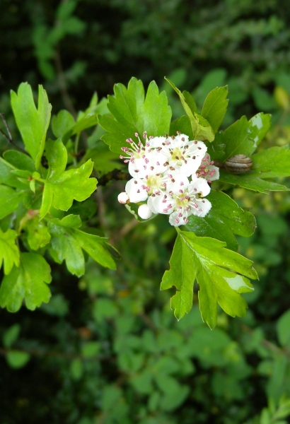 Pflanzenbild gross Eingriffeliger Weissdorn - Crataegus monogyna