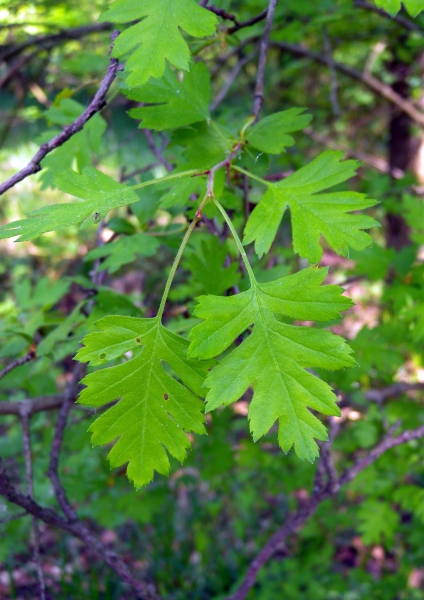 Pflanzenbild gross Eingriffeliger Weissdorn - Crataegus monogyna