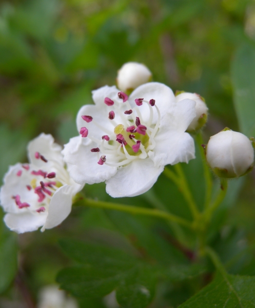 Pflanzenbild gross Eingriffeliger Weissdorn - Crataegus monogyna
