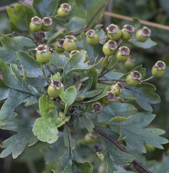 Pflanzenbild gross Eingriffeliger Weissdorn - Crataegus monogyna