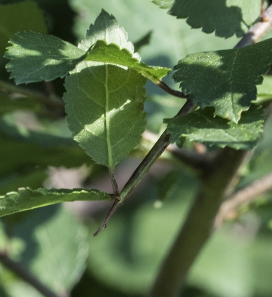 Pflanzenbild gross Schwarzdorn - Prunus spinosa