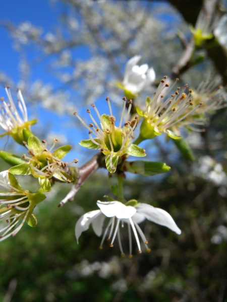 Pflanzenbild gross Schwarzdorn - Prunus spinosa