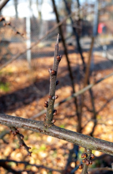 Pflanzenbild gross Schwarzdorn - Prunus spinosa