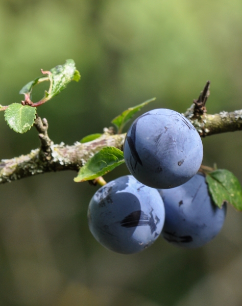 Pflanzenbild gross Schwarzdorn - Prunus spinosa