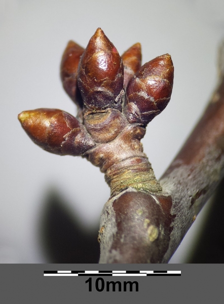 Pflanzenbild gross Süsskirsche - Prunus avium