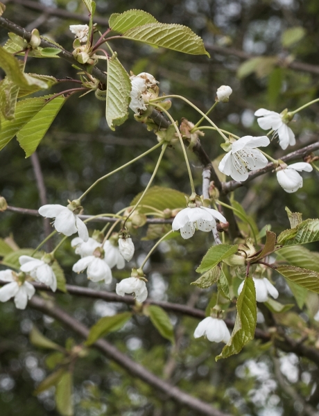 Pflanzenbild gross Süsskirsche - Prunus avium
