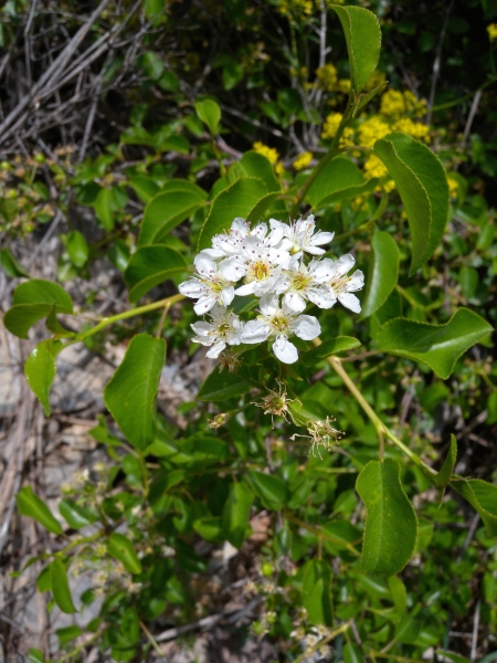 Pflanzenbild gross Felsenkirsche - Prunus mahaleb