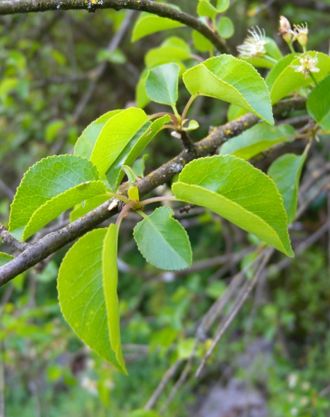 Pflanzenbild gross Felsenkirsche - Prunus mahaleb