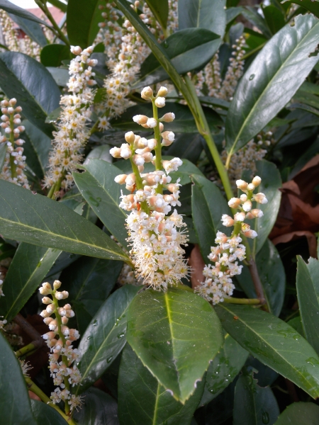 Pflanzenbild gross Kirschlorbeer - Prunus laurocerasus