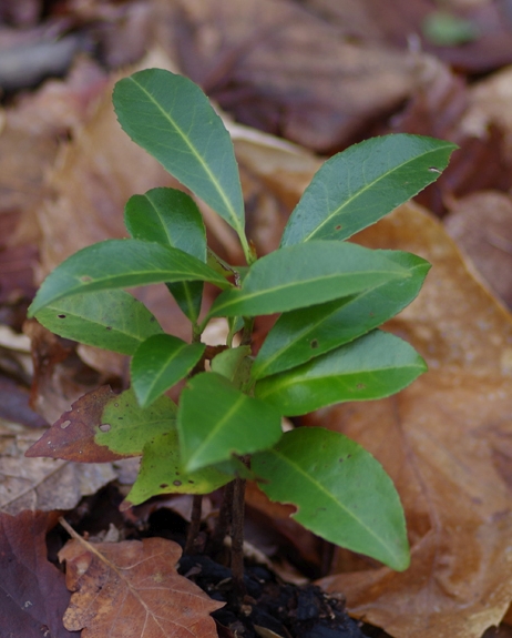 Pflanzenbild gross Kirschlorbeer - Prunus laurocerasus