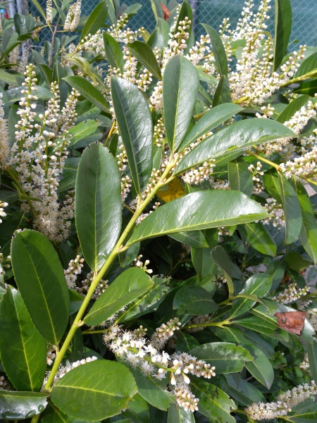 Pflanzenbild gross Kirschlorbeer - Prunus laurocerasus