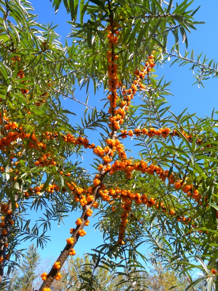 Pflanzenbild gross Sanddorn - Hippophaë rhamnoides