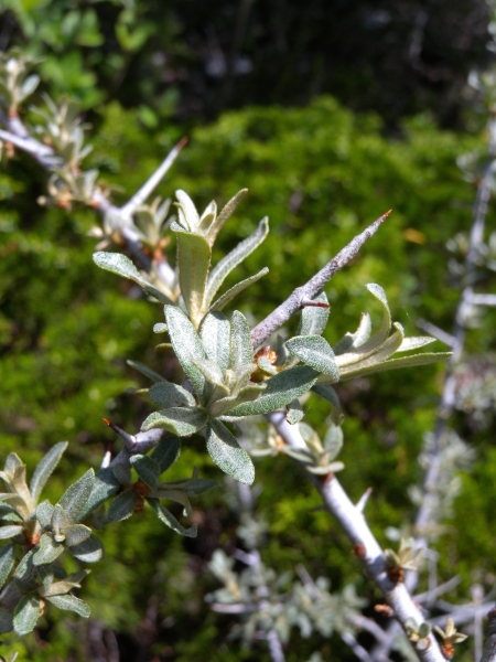 Pflanzenbild gross Sanddorn - Hippophaë rhamnoides