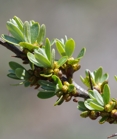 Pflanzenbild gross Sanddorn - Hippophaë rhamnoides