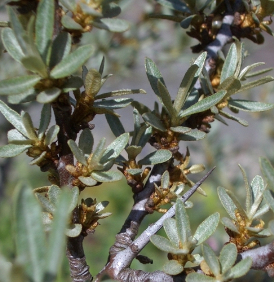 Pflanzenbild gross Sanddorn - Hippophaë rhamnoides