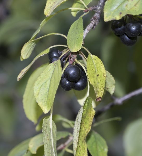 Pflanzenbild gross Purgier-Kreuzdorn - Rhamnus cathartica