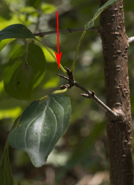 Pflanzenbild gross Purgier-Kreuzdorn - Rhamnus cathartica