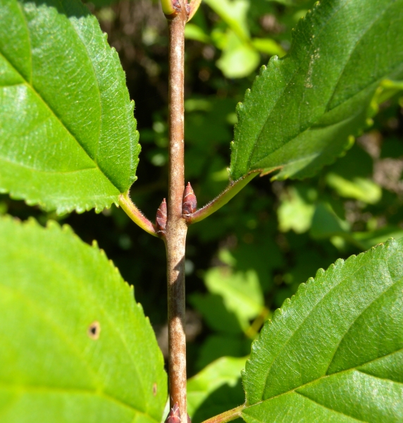 Pflanzenbild gross Purgier-Kreuzdorn - Rhamnus cathartica