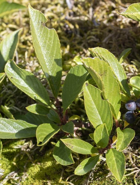 Pflanzenbild gross Zwerg-Kreuzdorn - Rhamnus pumila