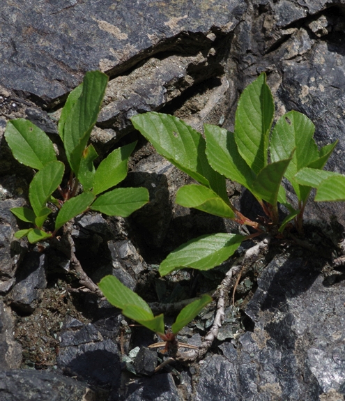 Pflanzenbild gross Zwerg-Kreuzdorn - Rhamnus pumila