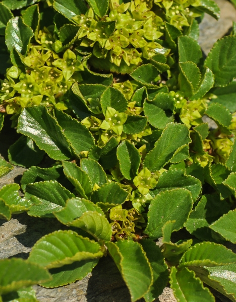 Pflanzenbild gross Zwerg-Kreuzdorn - Rhamnus pumila