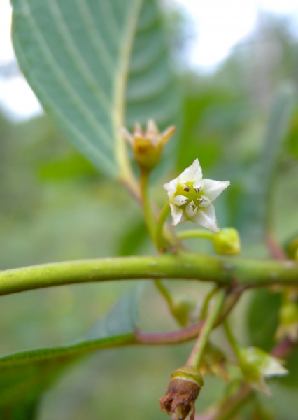 Pflanzenbild gross Faulbaum - Frangula alnus