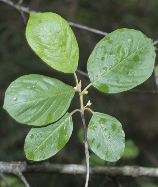 Pflanzenbild gross Faulbaum - Frangula alnus