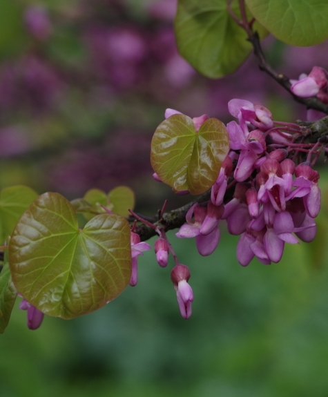 Pflanzenbild gross Judasbaum - Cercis siliquastrum