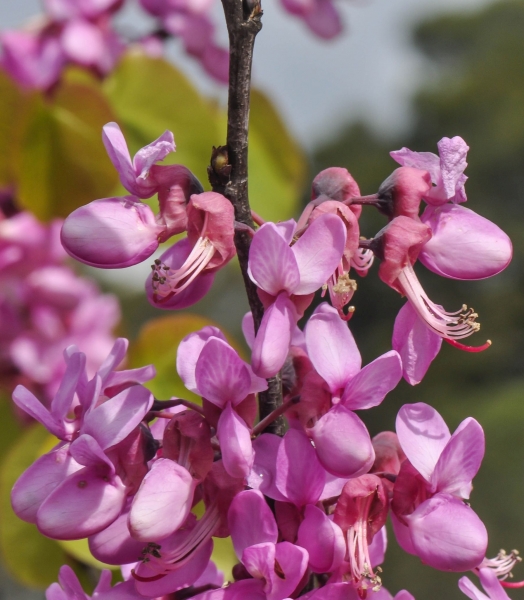 Pflanzenbild gross Judasbaum - Cercis siliquastrum