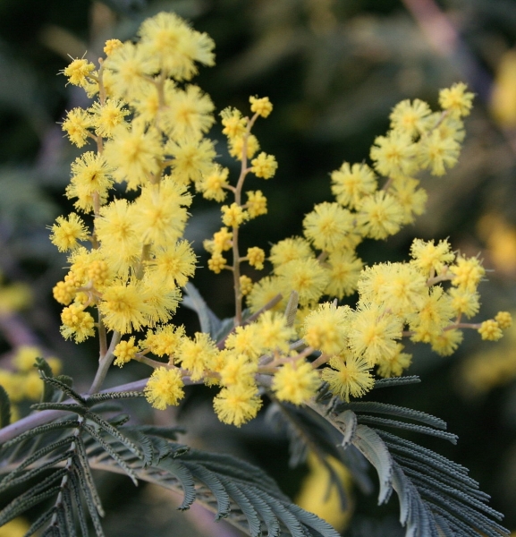 Pflanzenbild gross Falsche Mimose - Acacia dealbata